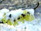 snow on a branch