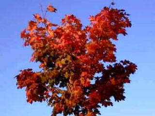 Acer platanoides Crimson King