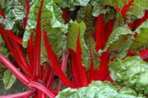Swiss Chard