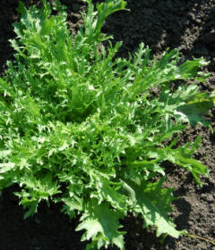 Frilly leaved lettuce