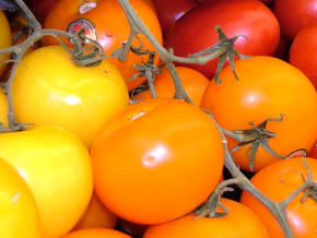 Yellow and Orange Tomatoes