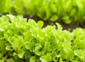 Loose Leaf Lettuce