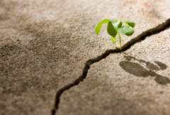 Cracked soil in hot dry weather