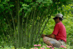 Japanese Knotweed at its worse!