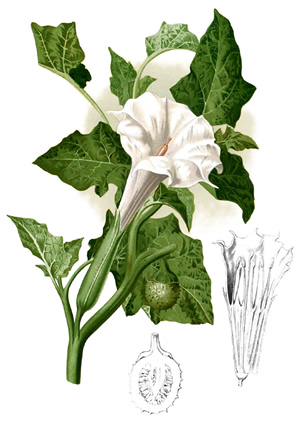 Jimson Weed Plant Diagram