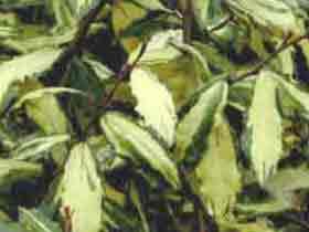 Elaeagnus pungens Frederici - Variegared evegreen shrub
