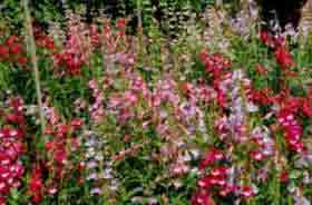 Assorted Penstemons - evergreen perennials